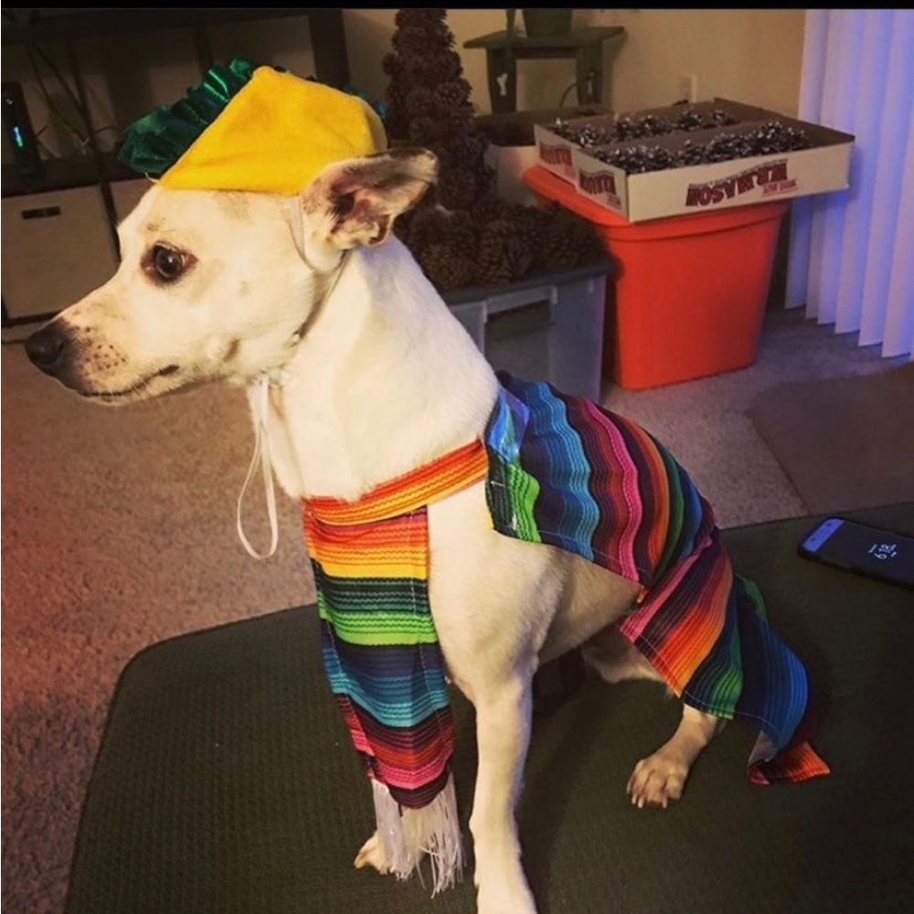 Taco pet Halloween costume - Picture 6 of 7